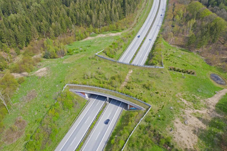 Uma ponte plantada com grama sobre uma rodovia de quatro pistas