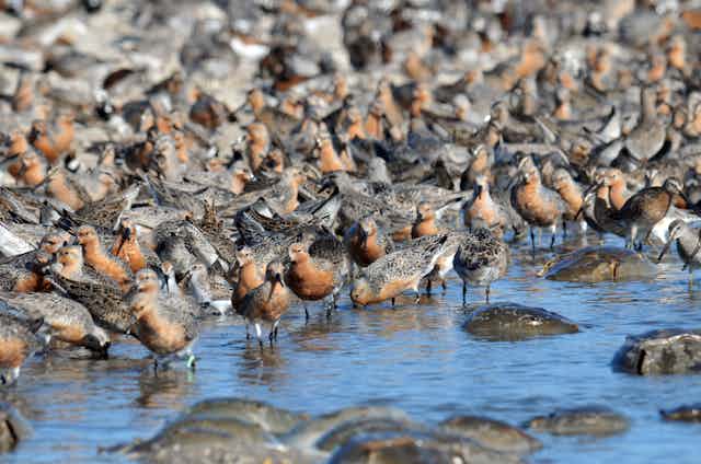 Crowds of red-breasted birds wade along a seashore