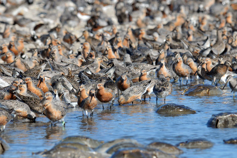 Crowds of red-breasted birds wade along a seashore