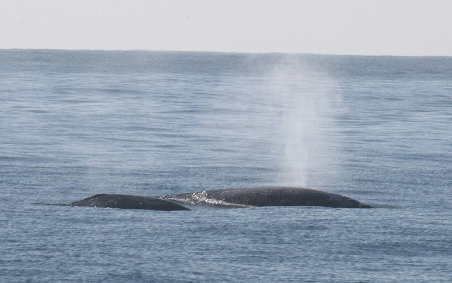 Riset buktikan Laut Banda jadi titik krusial migrasi paus biru kerdil