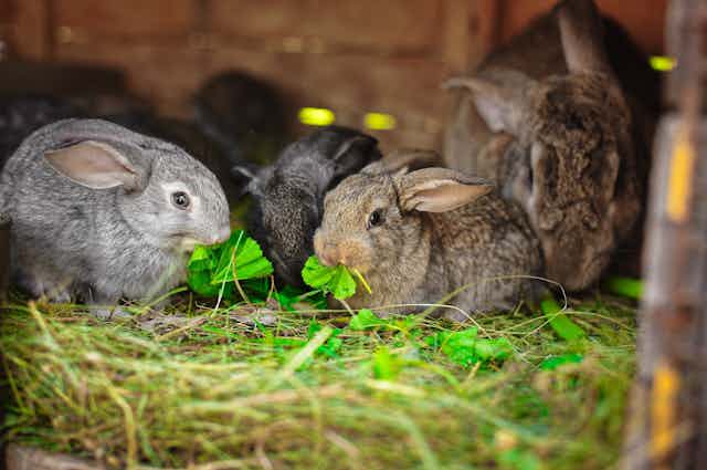 rabbits eating plants