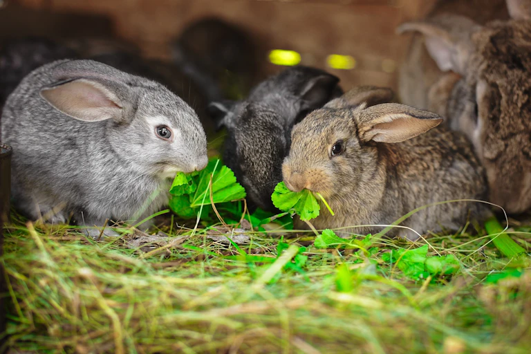 rabbits eating plants