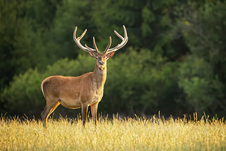 Deer in a field