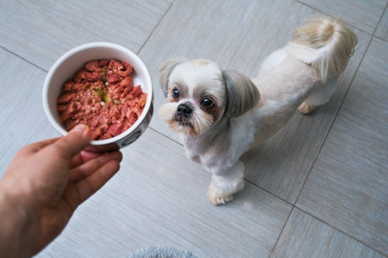hand holds bowl of meat over small dog