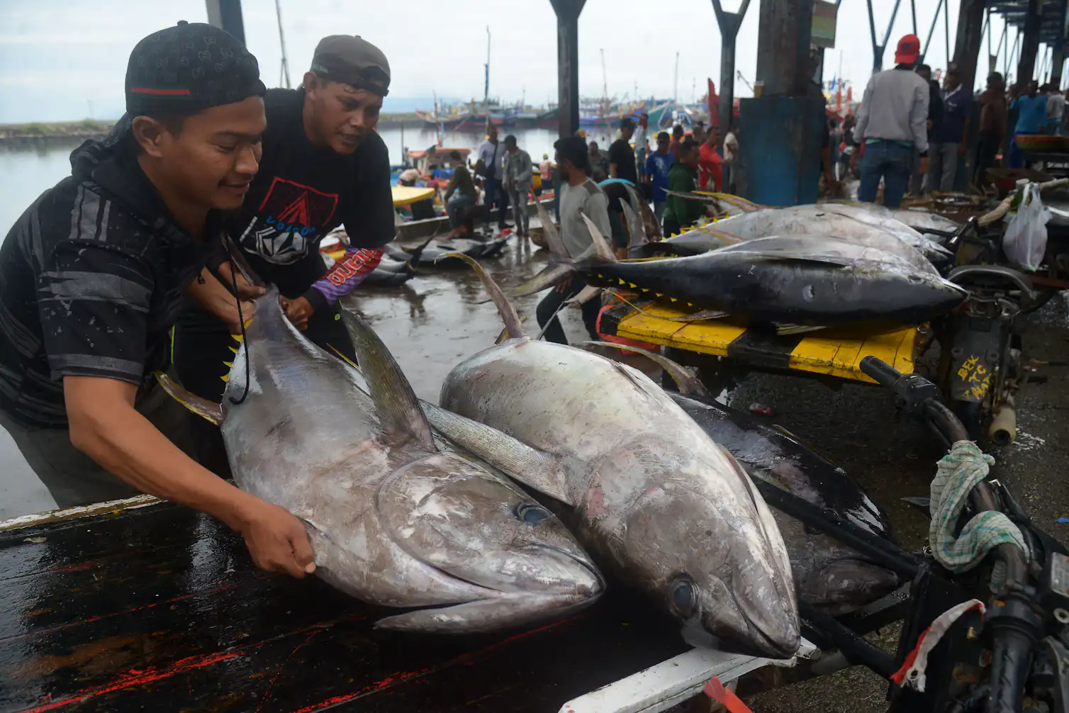 Riset buktikan Laut Banda jadi titik krusial migrasi paus biru kerdil