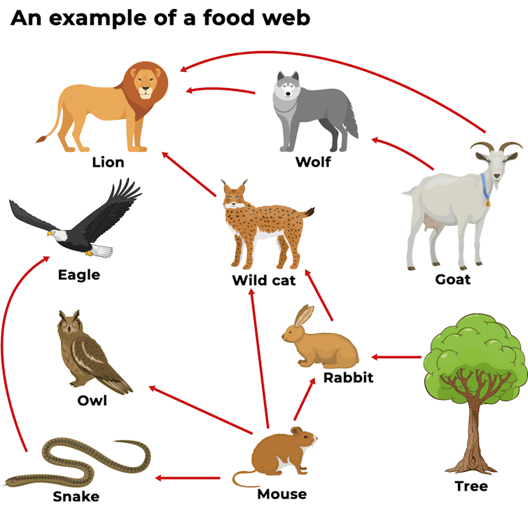 examples of scavengers animals