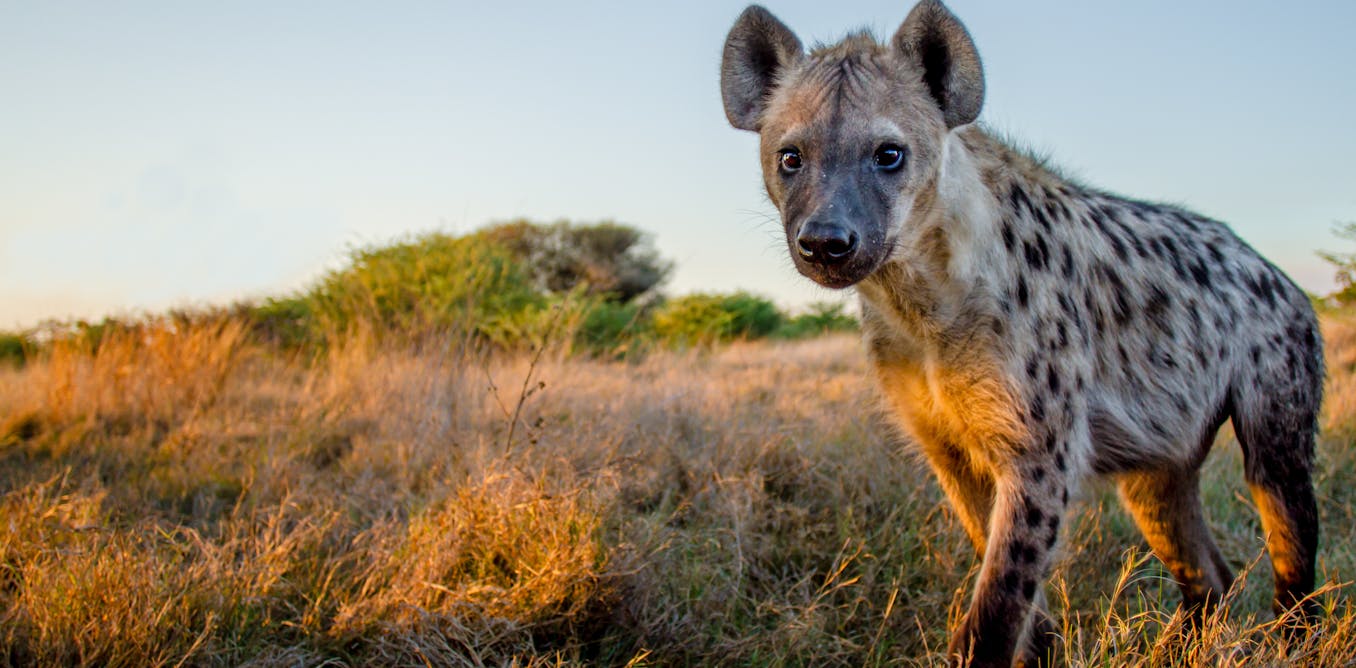 Spotted hyenas all sound different when they call – they can tell friend fromfoe