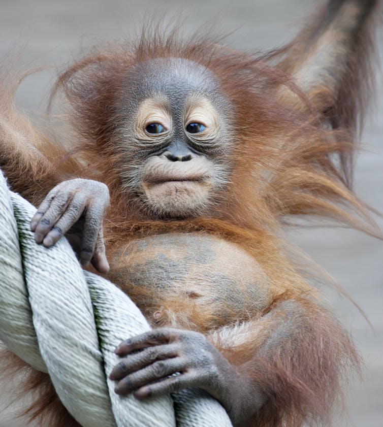 Baby orangutan