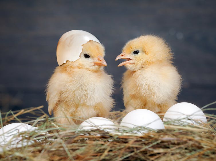 Chicks hatching from eggs