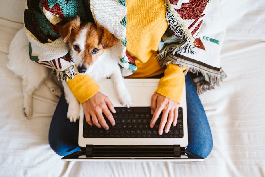 Woman typing on keyboard with dog and blanket.