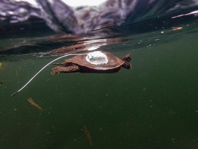 a turtle swims underwater with a device attached to its back