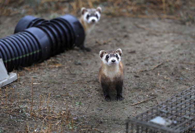 Two ferrets with black feet and eye masks, one peeking out of a pipe