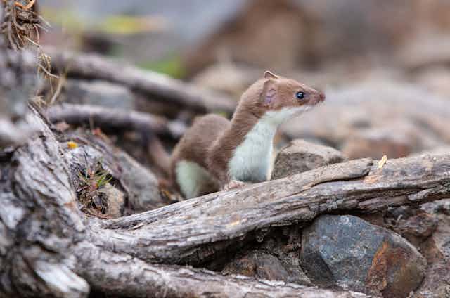 A brown and white weasel climbs over rocks and branches, looking alert