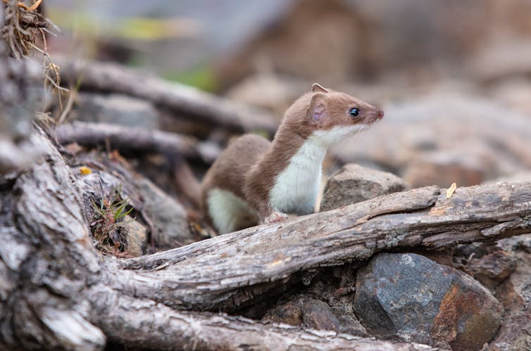 A short-tailed weasel in Yellowstone National Park, Wyoming, is perched on a stick.