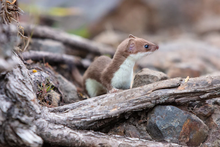 A brown and white weasel climbs over rocks and branches, looking alert