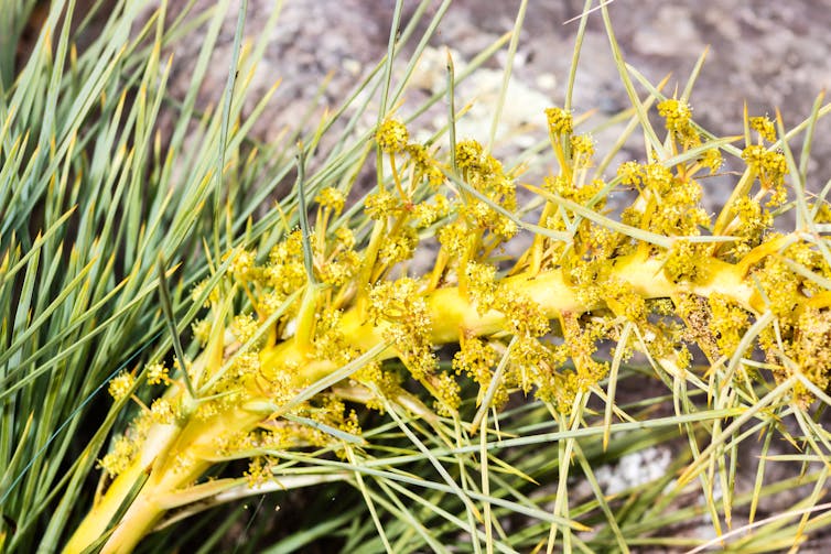 Close-up of the native speargrass taramea.