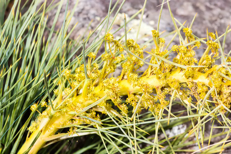 Close-up of the native speargrass taramea.