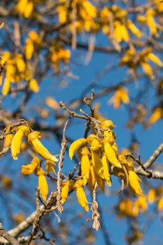 Detail of a flowering kōwhai.
