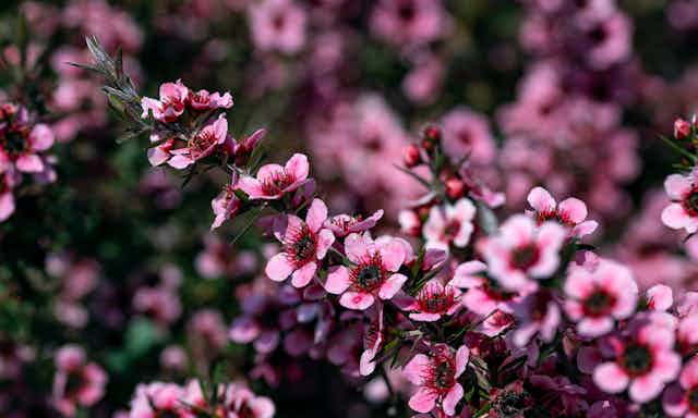 Flowering manuka