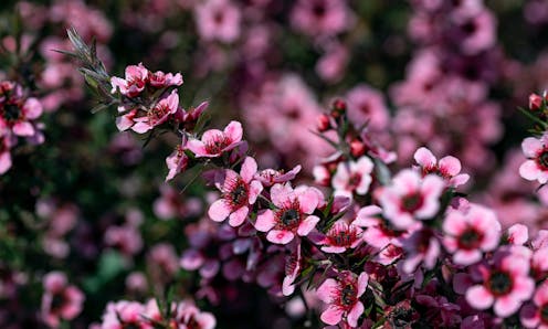 A new law offers better protection for indigenous plants of significance to Māori, but no requirement to share profits