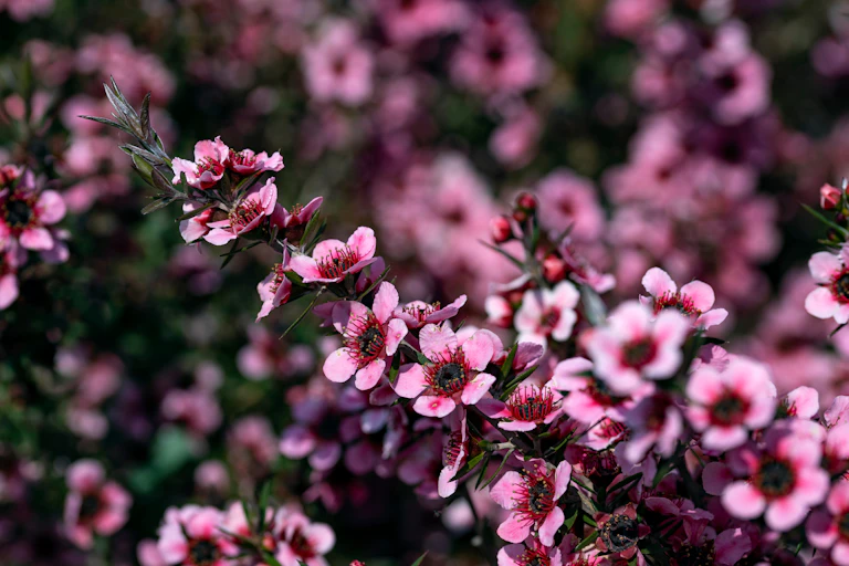 Flowering manuka