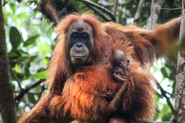 mother and baby Tapanuli orangutan