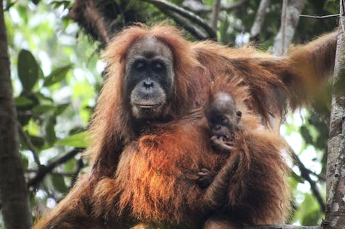 A China-backed dam in Indonesia threatens a rare great ape – and that's just the tip of the iceberg