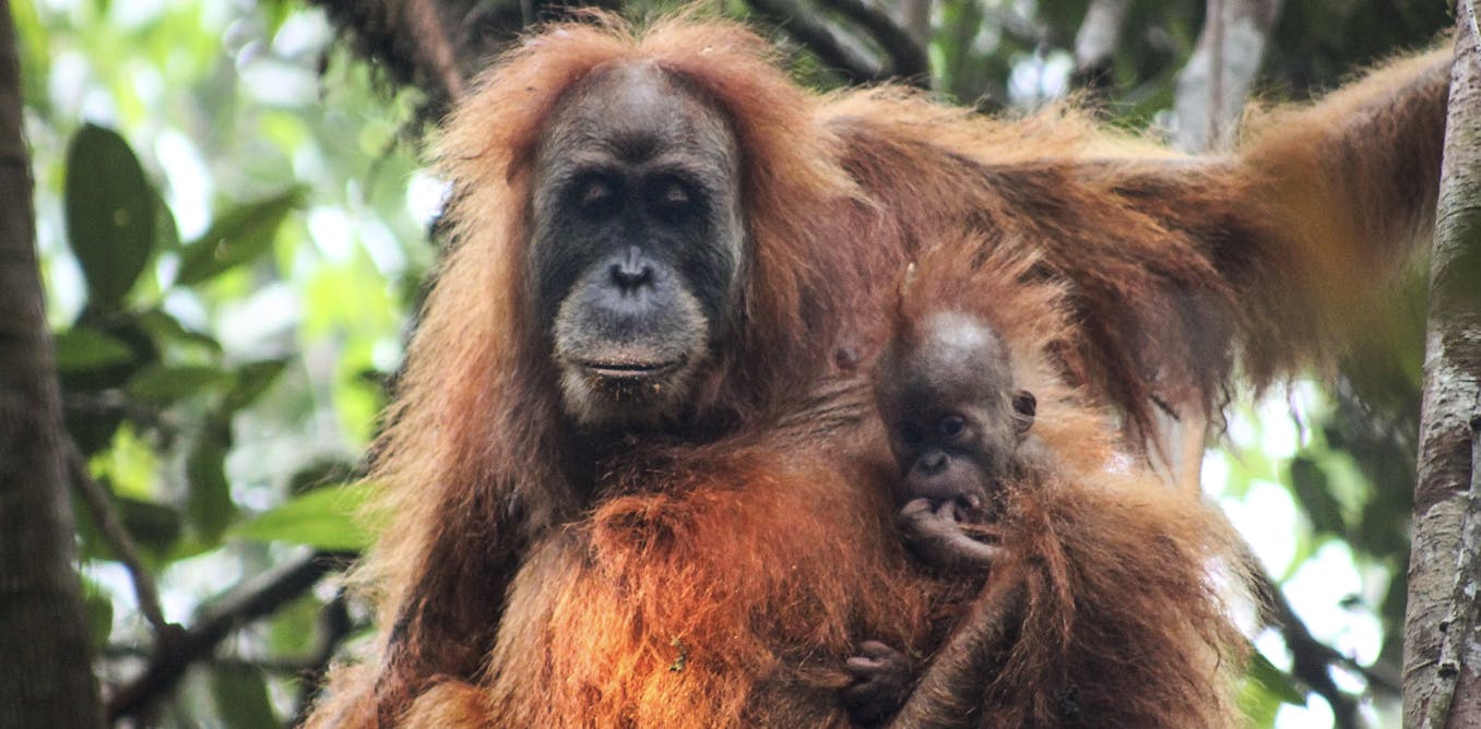 A China-backed dam in Indonesia threatens a rare great ape – and that's just the tip of the icebergBig dams, big risksHydropower is expected t...
