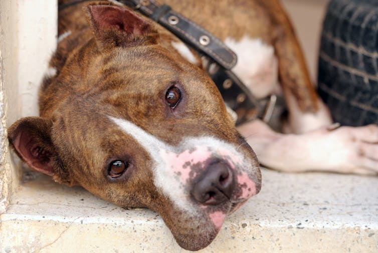 Pit Bull terrier.FADEL SENNA/AFP via Getty Images