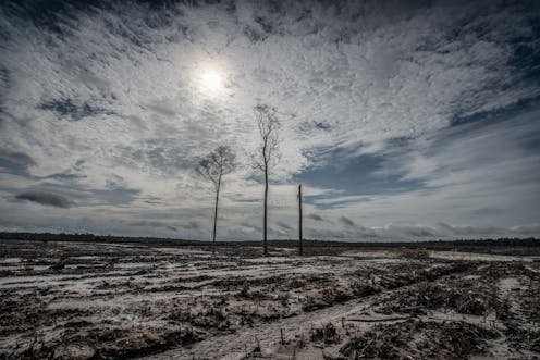 Jika proyek lumbung pangan Indonesia gagal, siapa yang bertanggung jawab memulihkan hutan?