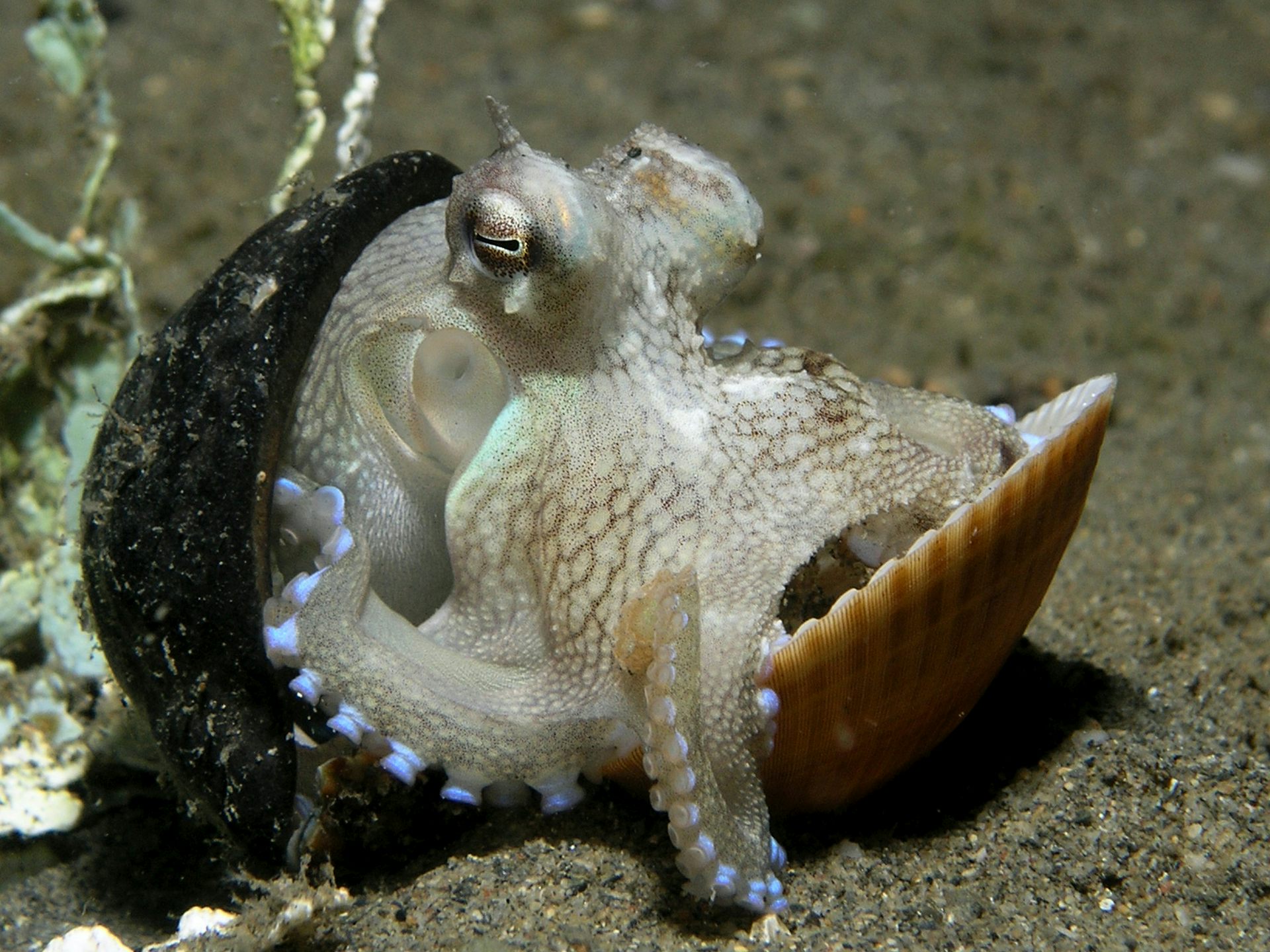 Octopus marginatus hiding between two shells