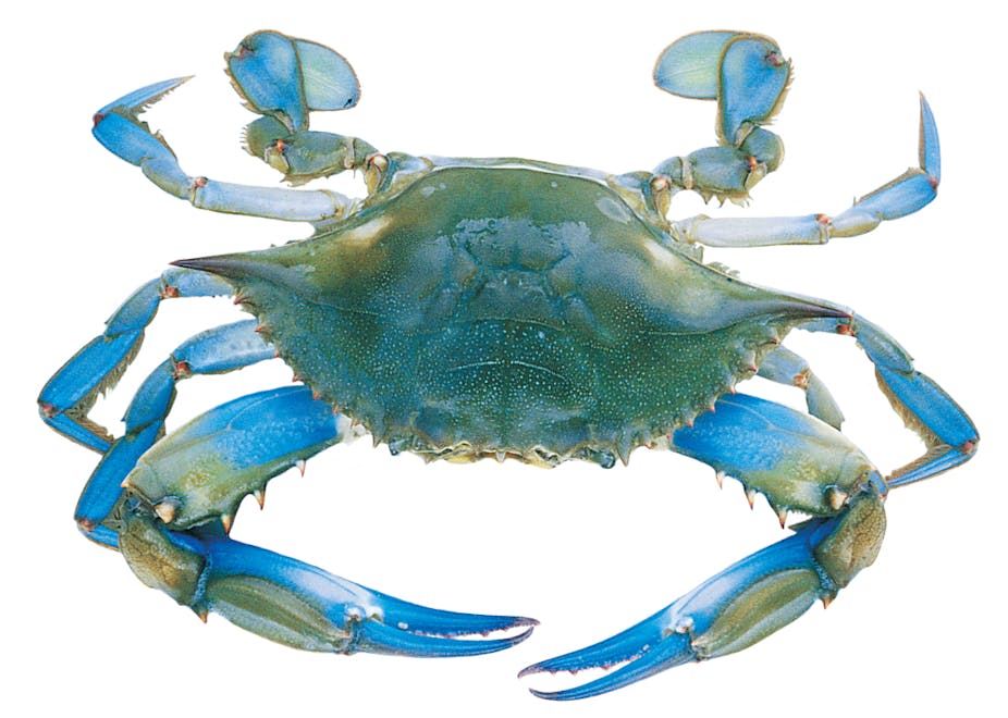 Crabs have evolved five separate times – why do the same forms keep  appearing in nature?