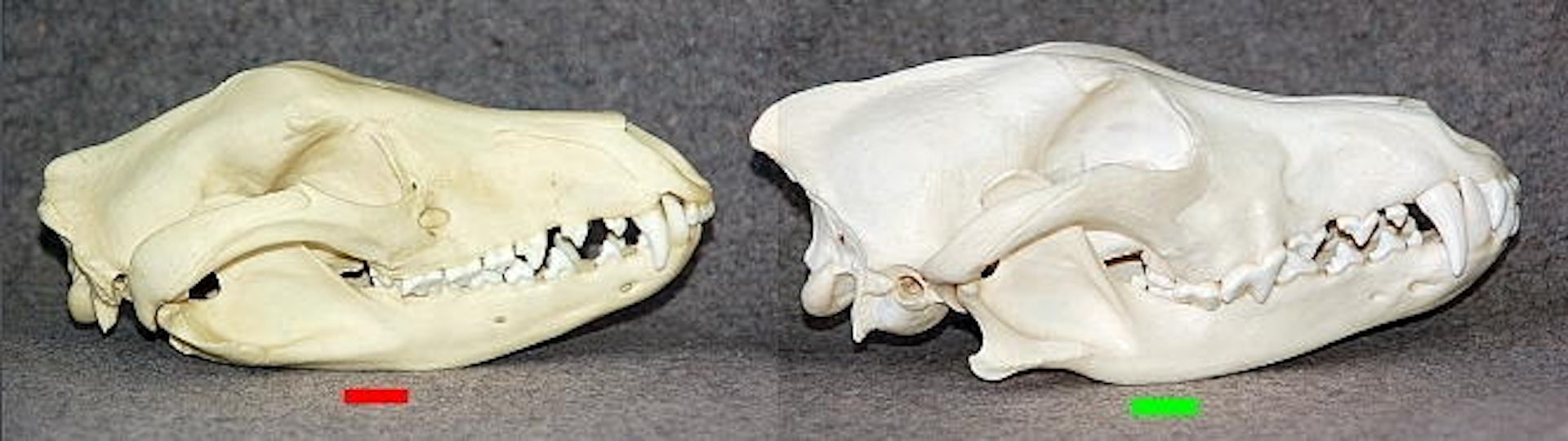 Skulls of the marsupial thylacine (left) and placental wolf (right) show striking convergence