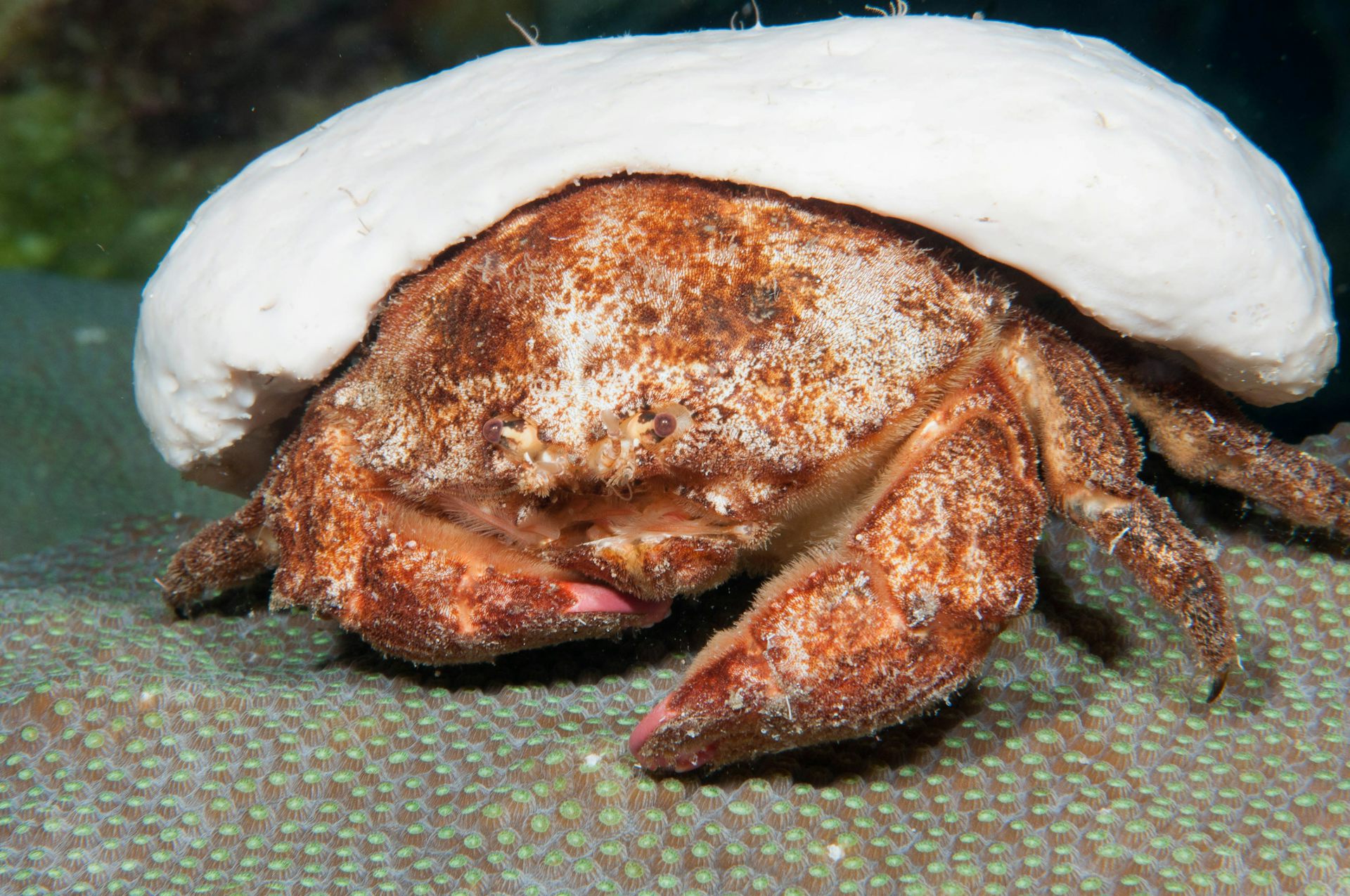 Redeye sponge crab