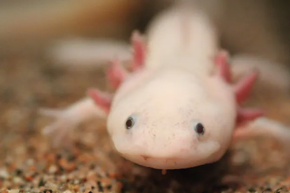 Tampilan jarak dekat axolotl