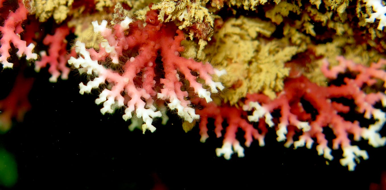 Nuova specie di corallo “pizzo” scoperta in Brasile