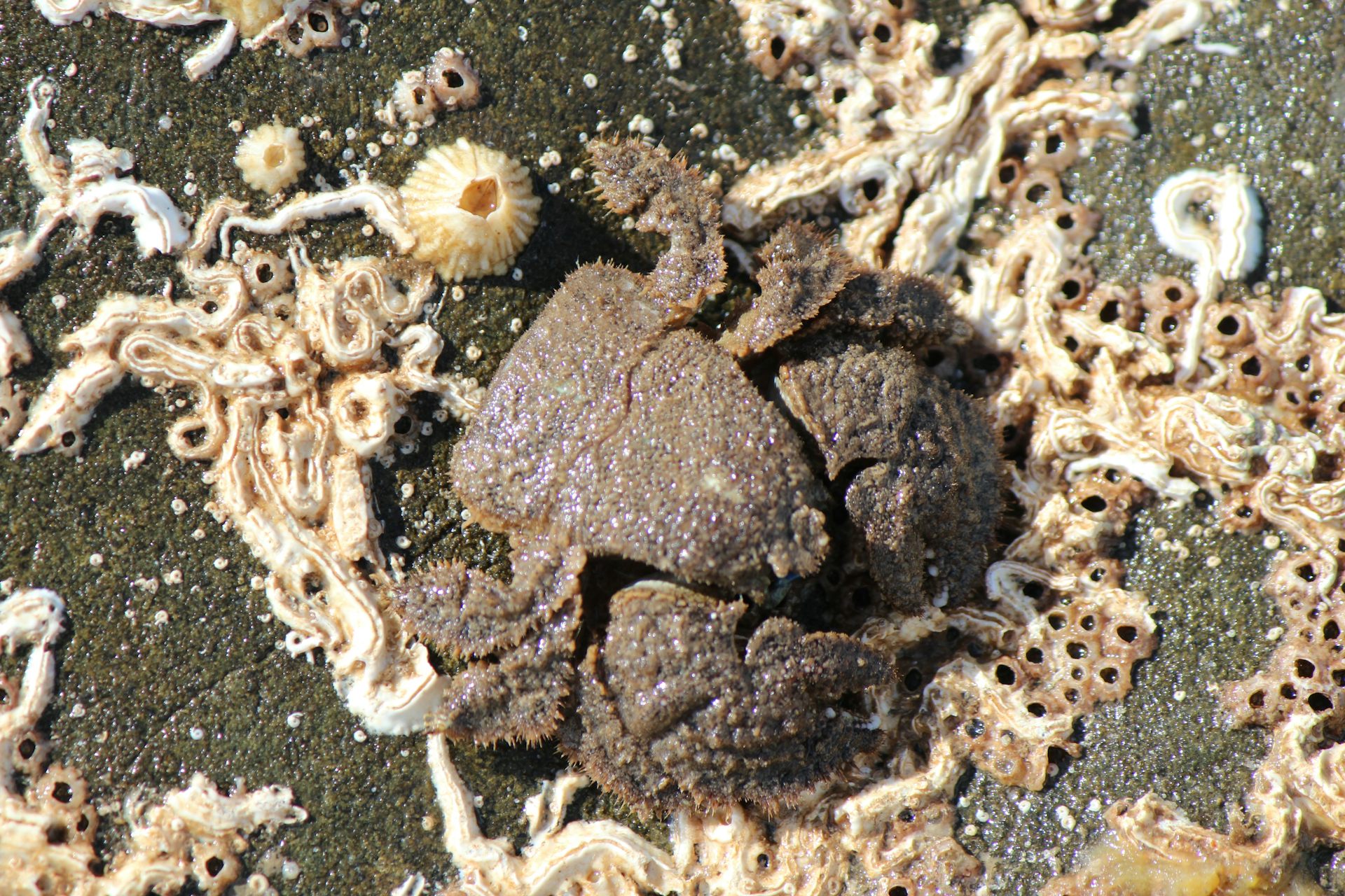 Hairy stone crab (Lomis hirta)