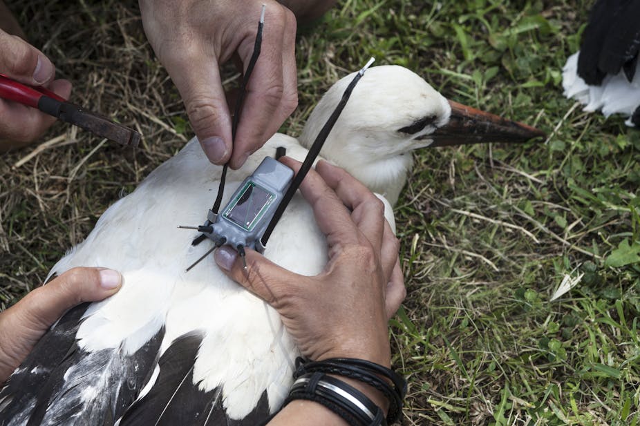 Two sets of hands installing an electric device to the back of a bird.