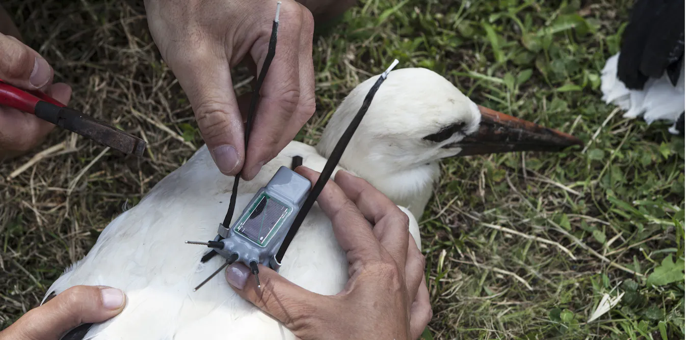 Video Animal Tracking How tracking technology is transforming our understanding of animal ...