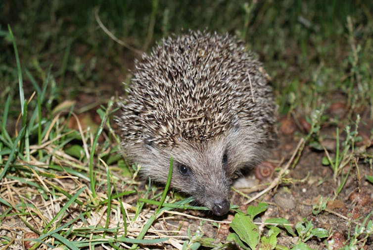 A hedgehog walking on grass at night.