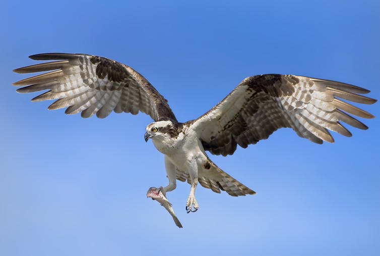 A osprey in flight holding a fish in its claws.