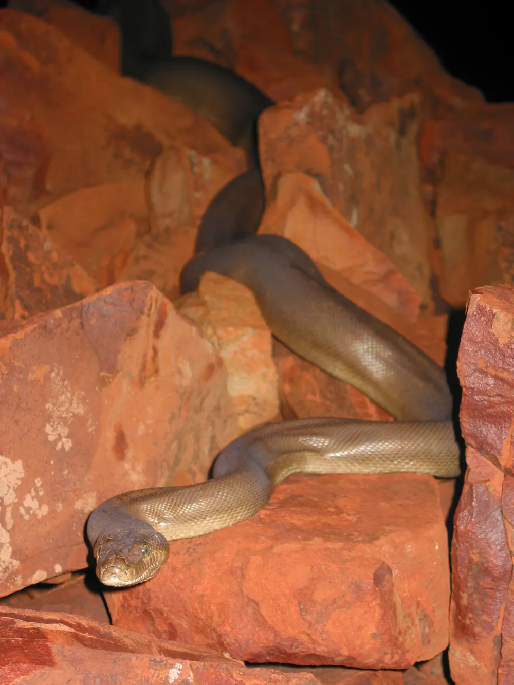 Pilbara shows how to save the most species per dollar