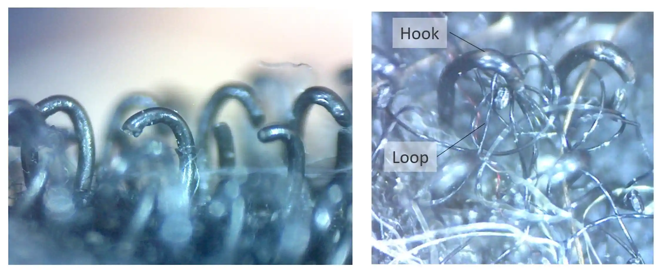 Loop Mircoscope Five human technologies inspired by nature – from velcro to racing cars