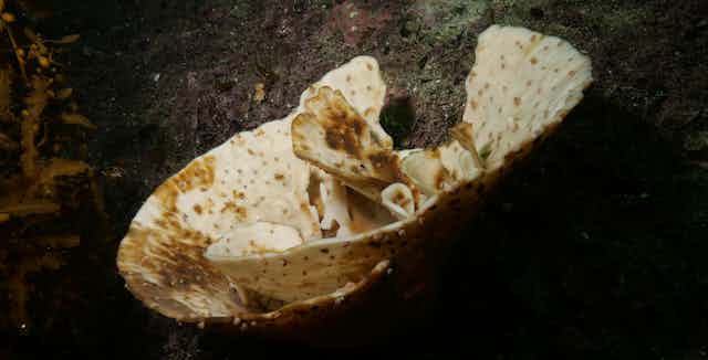 A bleached sponge.