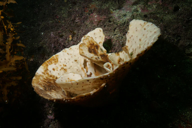 A bleached sponge.