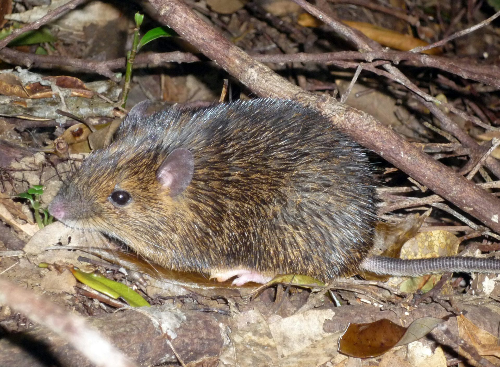 A small brown rodent sitting on leaf litter among branches
