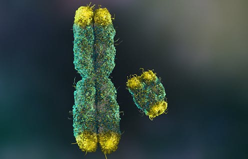 Men are slowly losing their Y chromosome, but a new sex gene discovery in spiny rats brings hope for humanity