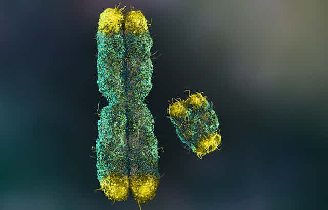 3D rendering of two chromosomes - a larger vaguely x-shaped one and a much smaller nub that represents the y chromosome