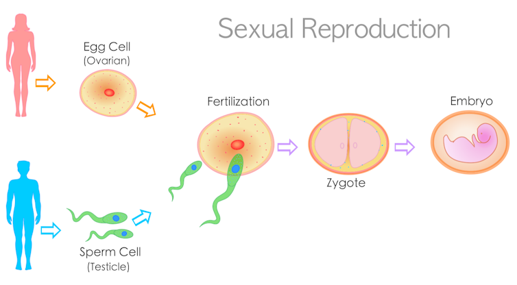 Sexual reproduction graphic