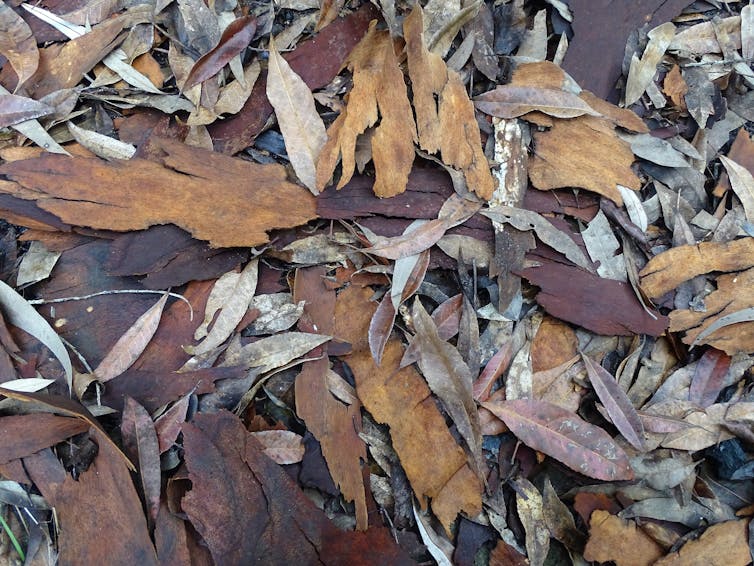 leaf litter